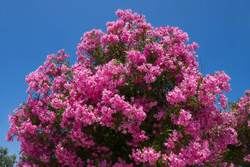 rosa blühender Oleander an einer Treppe in Istanbul