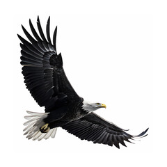 Obraz premium Black Silhouette of a Flying Eagle