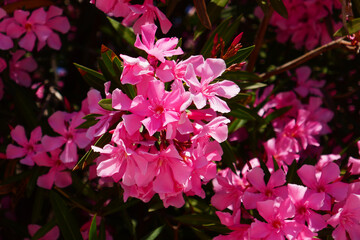 rosa blühender Oleander an einer Treppe in Istanbul