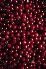 Close-up background of fresh ripe sour cherries, natural fruit texture.