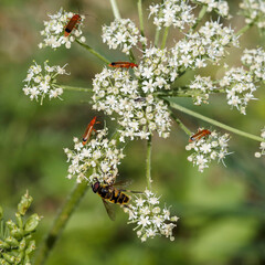 Common red soldier beetles (Rhagonycha fulva) and a Batman hoverfly (Myathropa florea) gathering...