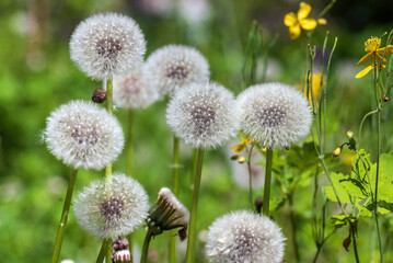 White dandelion flowers in the garden.