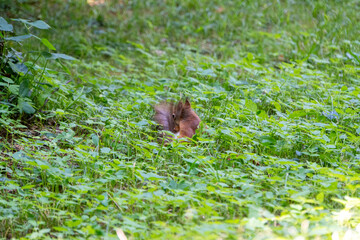 Fototapete bei efototapeten.de bestellen   