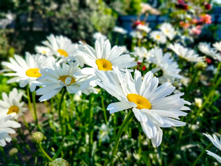 White daisies bloom in the garden
