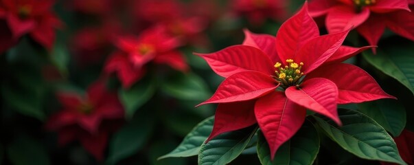 Vibrant red poinsettia with deep green foliage, pristine bloom , festive decoration, close-up