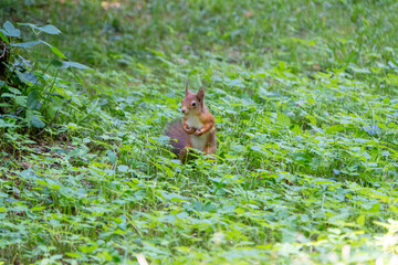 Eichhörnchen posiert in der Wiese