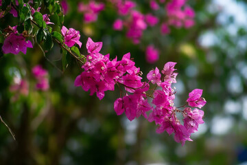 Obraz premium Bright pink bougainvillea bloom detailed close-up shot
