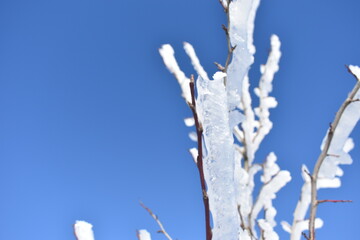 frost on branches