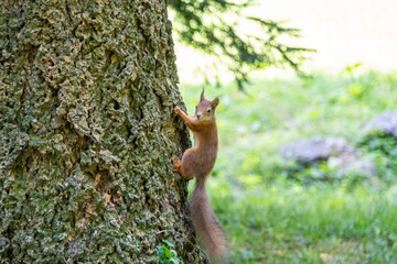 Eichhörnchen posiert auf einem Baum