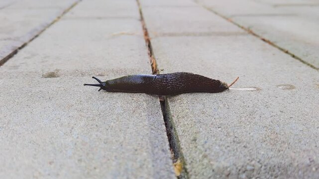 Arion Vulgaris aka Spanish slug. The most invading animal in Europe. Czech nature. Motion study.