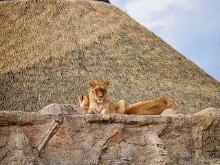 group of lions
