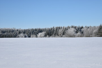 winter forest in the snow