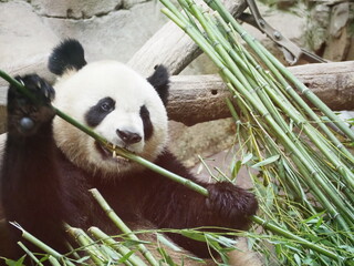 giant panda eating 