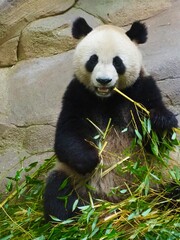 Naklejka premium giant panda eating bamboo