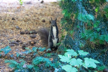 Eichhörnchen sitzt am Boden und sucht nach Essen