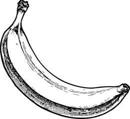 A detailed black and white drawing of a single curved banana on a plain white background image art