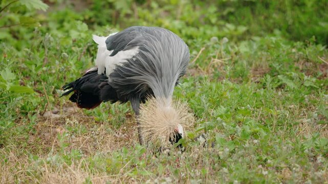 Elegant crowned crane lowers its head while walking through grass, attentively exploring the ground for insects or seeds in its natural habitat