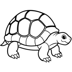 turtle vector illustration