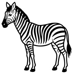 zebra vector illustration