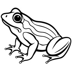 frog on white background