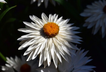 Blüte einer weißen Garten-Strohblume