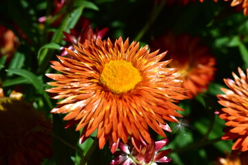 Blüte einer orangen Garten-Strohblume