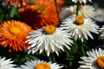 Blüten von weißen und Orangen Garten-Strohblumen