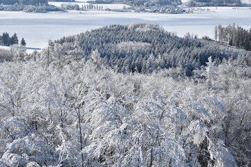 snow covered trees
