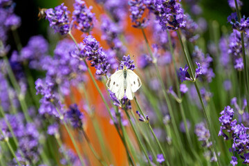 Zitronenfalter sitzt auf Lavendel