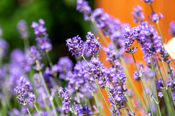 Lavendel in Blüte mit verschwommenem Hintergrund