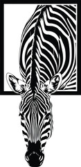 Intriguing Zebra Portrait within a Frame