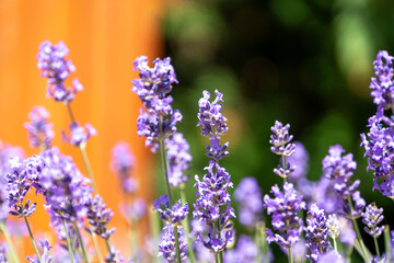 Lavendel in Blüte mit verschwommenem Hintergrund