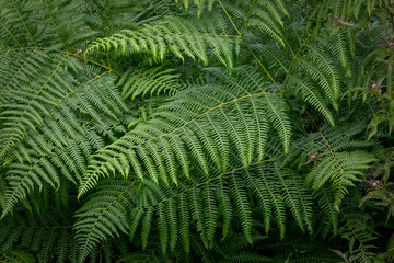 Green ferns
