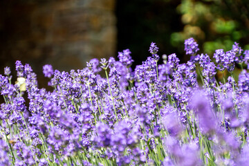 Lavendel in Blüte mit verschwommenem Hintergrund