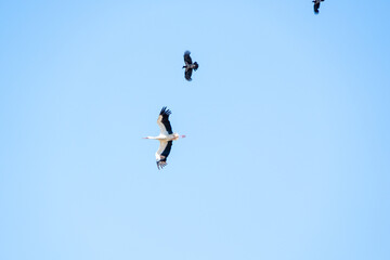 Storch wird von einem Krähenpaar gejagt
