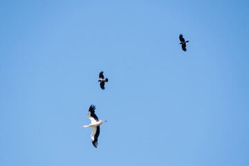 Storch wird von einem Krähenpaar gejagt