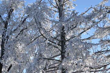 snow covered tree