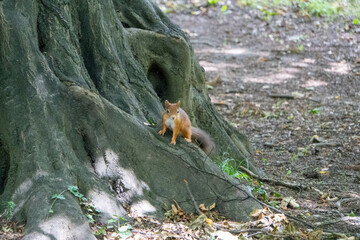 Eichhörnchen sitzt auf einem Baumstamm