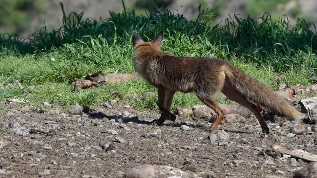 close-up of a wild Iberian Red Fox (Zorro, Vulpes Vulpes Silacea) at a vulture feeding site