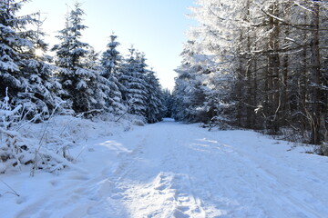 forest in winter
