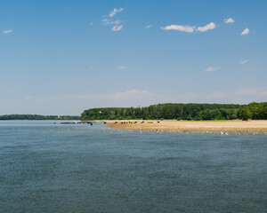 Incredible Scenery of the Danube Coast at Calarasi (Romania) with Black Cows Bathing into the River on a Beautiful Summer Day