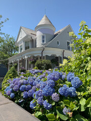 A private house in Newport, RI with blooming hydrangeas in front of it.