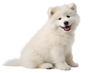 A fluffy white samoyed puppy with a happy expression and its tongue slightly out sitting and looking forward isolated on transparent background