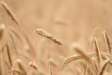 Kłosy zboża na polu uprawnym - rolnictwo © tomo81