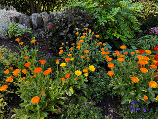 Orange and yellow blooms burst through green foliage and shrubs with rocks and vivid plants forming a rich, textural roadside display in Shipley, Bradford, Yorkshire, UK