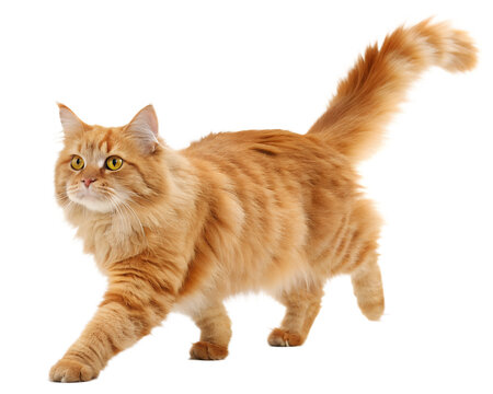 A fluffy ginger cat with bright yellow eyes walks gracefully with its tail held high isolated on transparent background - Powered by Adobe