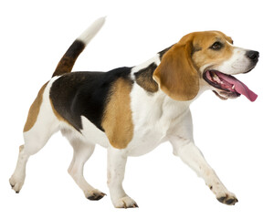 A happy tri color beagle dog with its tongue out is walking with its tail held high isolated on transparent background
