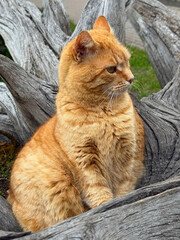 The ginger cat sits proudly in the dry branches as if on a throne.