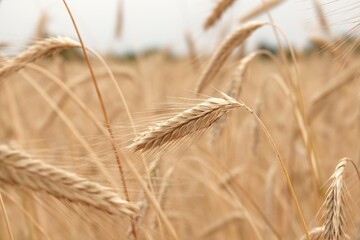 Kłosy zboża na polu uprawnym - rolnictwo © tomo81