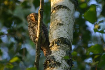 Eurasian pygmy owl on a branch